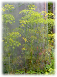 Apiaceae Anethum graveolens L. 