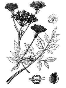 Apiaceae Angelica palustris (Boiss.) Hoffm. 