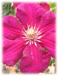 Ranunculaceae Clematis x hybrida hort. cv. Crimson Star