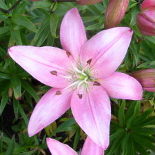 Lilium x hybridum hort. cv. Azurra