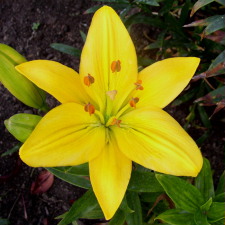 Lilium x hybridum hort. cv. Ontario