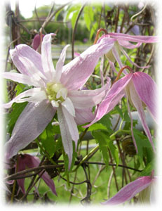Ranunculaceae Atragene macropetala Ledeb. cv. Rosy O Grandy