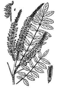 Fabaceae Amorpha fruticosa L. 