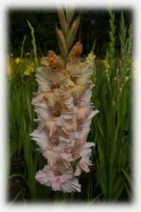 Iridaceae Gladiolus x hybridus hort. cv. 