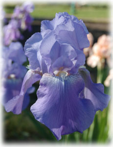 Iridaceae Iris x hybrida hort. cv. Harbor Blue