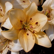 Liliaceae Lilium x hybridum hort. cv. Royal Inspiration