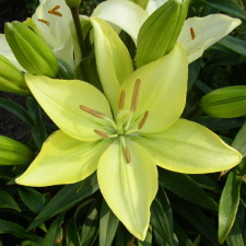Liliaceae Lilium x hybridum hort. cv. Royal Fantasy