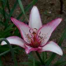 Liliaceae Lilium x hybridum hort. cv. Sorbet