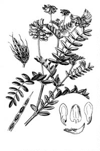 Fabaceae Coronilla varia L. 
