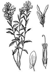 Fabaceae Genista tinctoria L. 