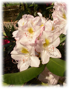 Ericaceae Rhododendron catawbiense Michx. cv. Album Novum