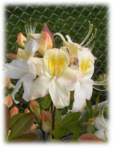 Rhododendron x hybridum hort. cv. Silver Slipper
