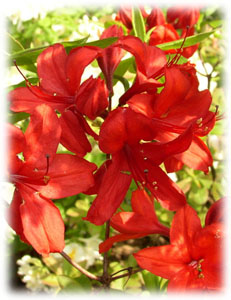 Rhododendron x hybridum hort. cv. Nabucco