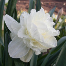 Amaryllidaceae Narcissus x hybridus hort. cv. Obdum