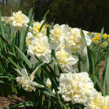 Amaryllidaceae Narcissus x hybridus hort. cv. Ice King