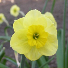 Amaryllidaceae Narcissus x hybridus hort. cv. Sun Disc