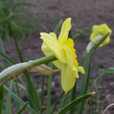 Amaryllidaceae Narcissus x hybridus hort. cv. Sun Disc