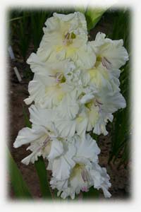 Iridaceae Gladiolus x hybridus hort. cv. Divinity