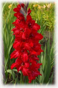 Gladiolus x hybridus hort. cv. Jungle Flower