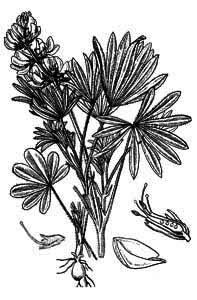 Fabaceae Lupinus luteus L. 