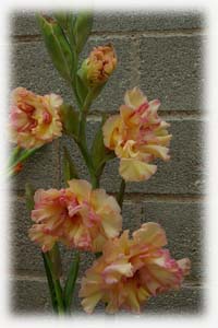 Iridaceae Gladiolus x hybridus hort. cv.  