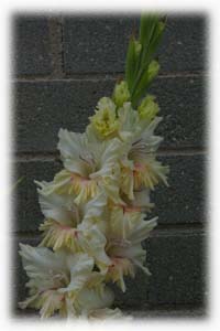 Iridaceae Gladiolus x hybridus hort. cv.   