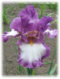 Iridaceae Iris x hybrida hort. cv. Footloose