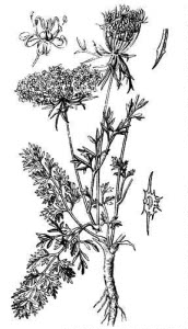 Apiaceae Daucus carota L. 