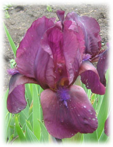 Iridaceae Iris x hybrida hort. cv. Cherry Garden