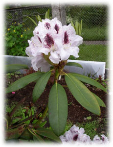 Rhododendron x hybridum hort. cv. Calsap