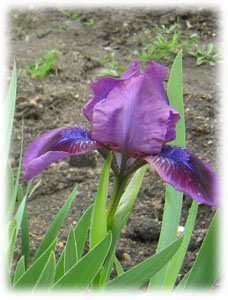 Iridaceae Iris x hybrida hort. cv. Eye Schadow