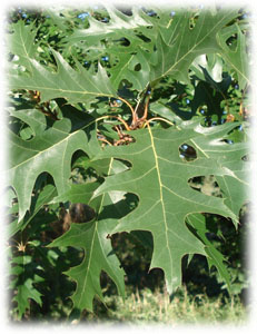 Quercus rubra L. 