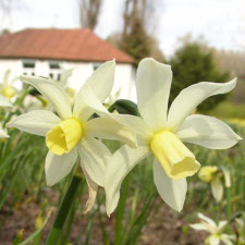 Amaryllidaceae Narcissus x hybridus hort. cv. Toto