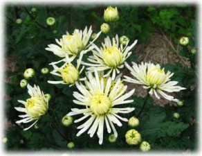 Chrysanthemum coreanum (H. Levl. et Vaniot) Nakai ex T. Mori cv. 