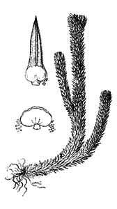 Huperziaceae Huperzia selago (L.) Bernh. ex Schrank et C. Mart. 