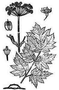 Apiaceae Heracleum sibiricum L. 