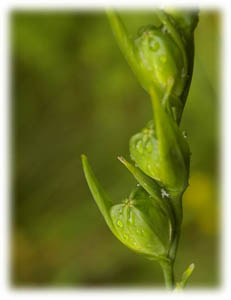 Iridaceae Gladiolus imbricatus L. 