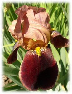 Iridaceae Iris x hybrida hort. cv. Brasier