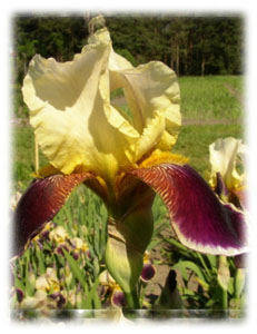 Iridaceae Iris x hybrida hort. cv. Eldorado