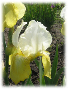 Iridaceae Iris x hybrida hort. cv. Golden Alps