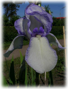 Iridaceae Iris x hybrida hort. cv. Joanna d Ark