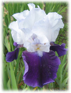 Iridaceae Iris x hybrida hort. cv. Superlation
