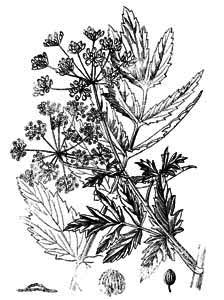 Apiaceae Pastinaca sativa L. 