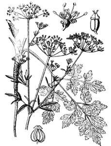 Apiaceae Petroselinum crispum (Mill.) A.W. Hill 