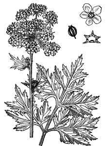 Apiaceae Pleurospermum austriacum (L.) Hoffm. 