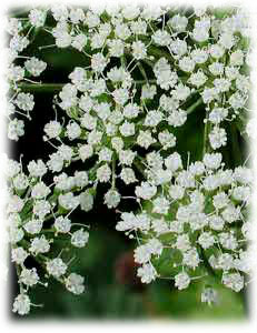 Apiaceae Selinum carvifolia (L.) L. 