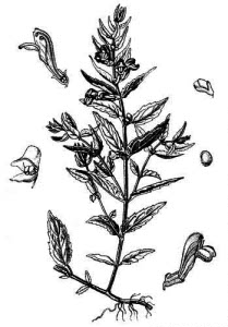Lamiaceae Scutellaria galericulata L. 