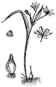 Liliaceae Gagea lutea (L.) Ker Gawl. 