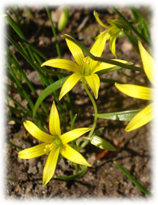Liliaceae Gagea minima (L.) Ker Gawl. 