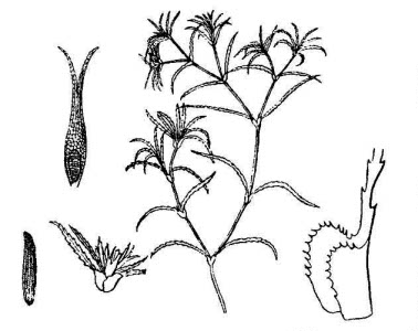 Najadaceae Caulinia minor (All.) Coss. et Germ. 